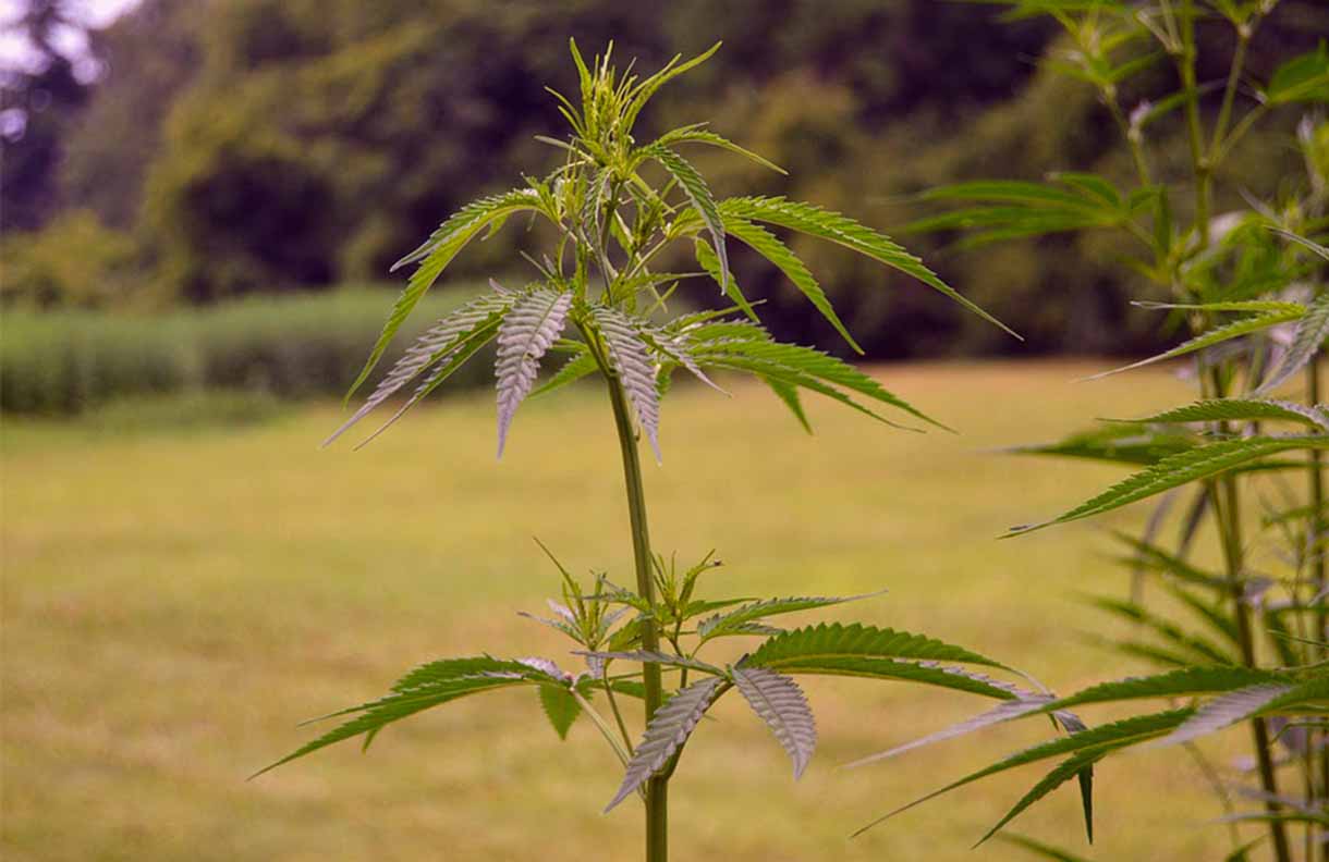 Planta Cannabis