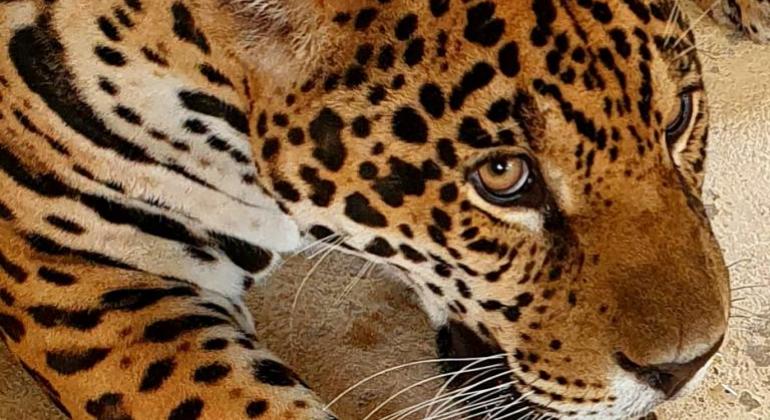 Onça pintada no zoológico de BH