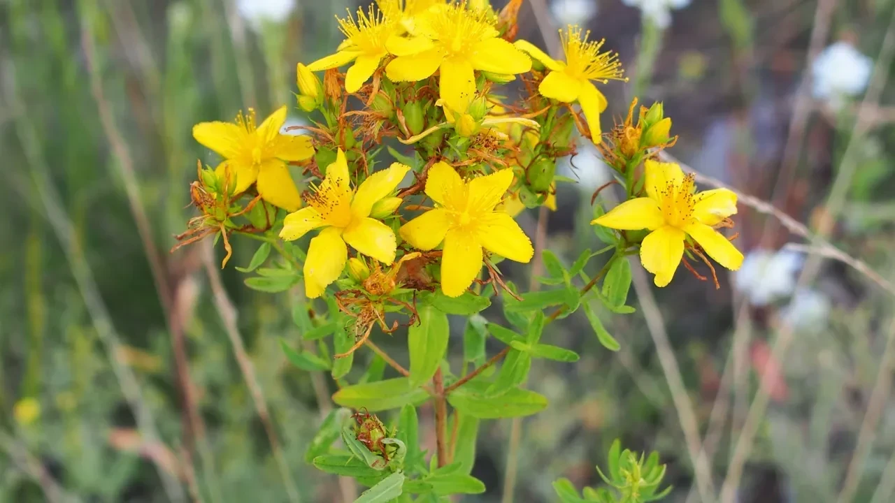 Conhecida cientificamente como Hypericum perforatum, a erva-de-são-joão é popularmente chamada de hipérico, hipericão ou mil-furada.