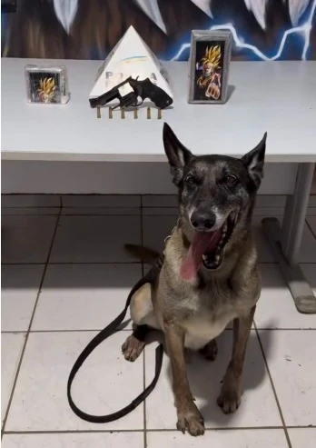 As equipes envolvidas na operação foram o Tático Móvel, PPH Alfa, TM Cães, GEPAR e P2.