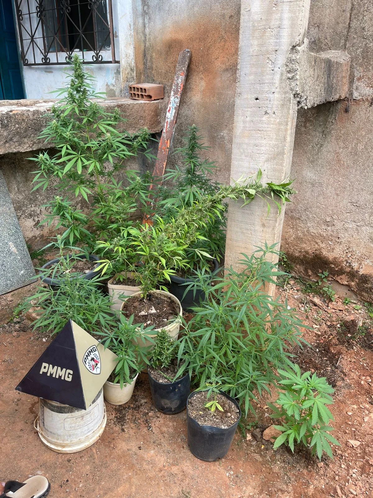 CULTIVO DE VEGETAIS EMPREGADOS NA FABRICAÇÃO DE SUBSTÂNCIAS À BASE DE DROGAS