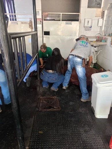 Os cavalos eram integrantes das atividades do projeto de equoterapia realizado pelo instituto.