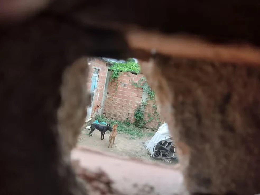 Kiara e Thor são dois dos cães (em destaque) que, conforme afirma o ex-marido de Ana Paula Fernandes, foram envenenados e assassinados por ela.