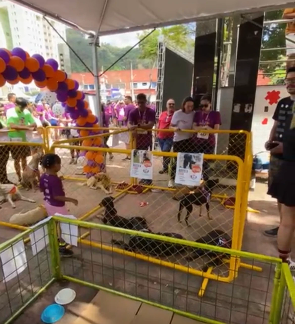 Todos os animais estão devidamente vacinados e vermifugados, prontos para serem adotados em um novo lar.