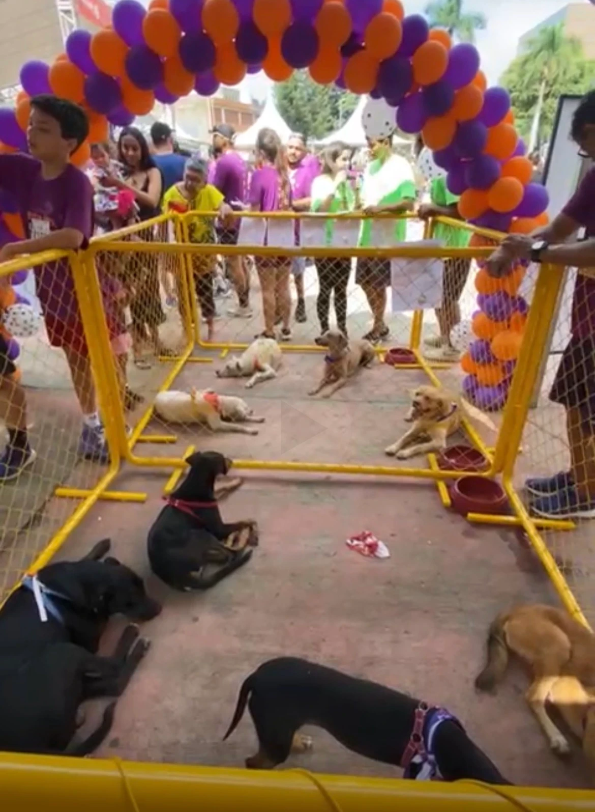 Todos os animais estão com vacinas e vermífugos em dia, prontos para serem adotados.