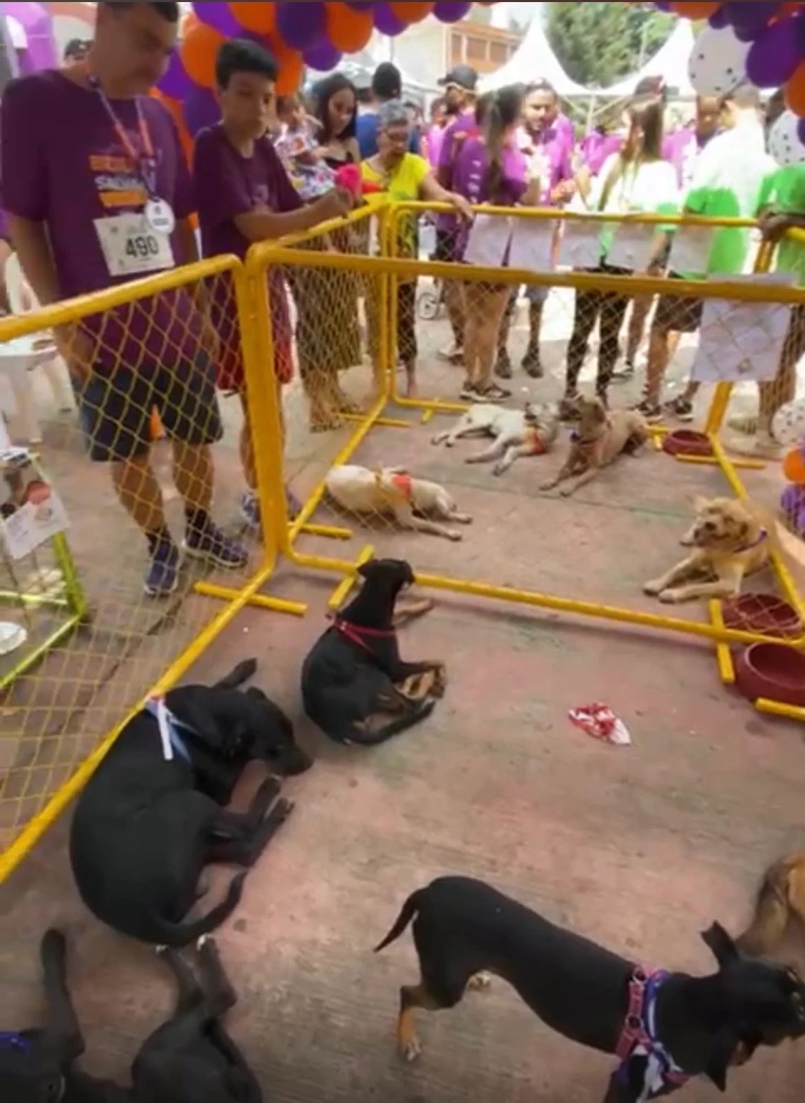 Todos os animais receberam vacinas e passaram pelo processo de vermifugação, prontos para serem adotados.