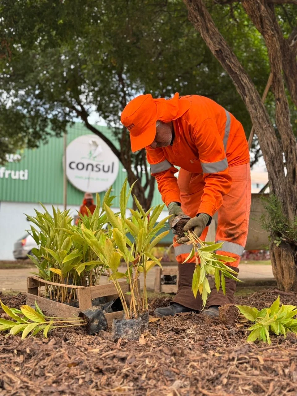 Serão cultivadas mais de 2.400 plantas ornamentais.