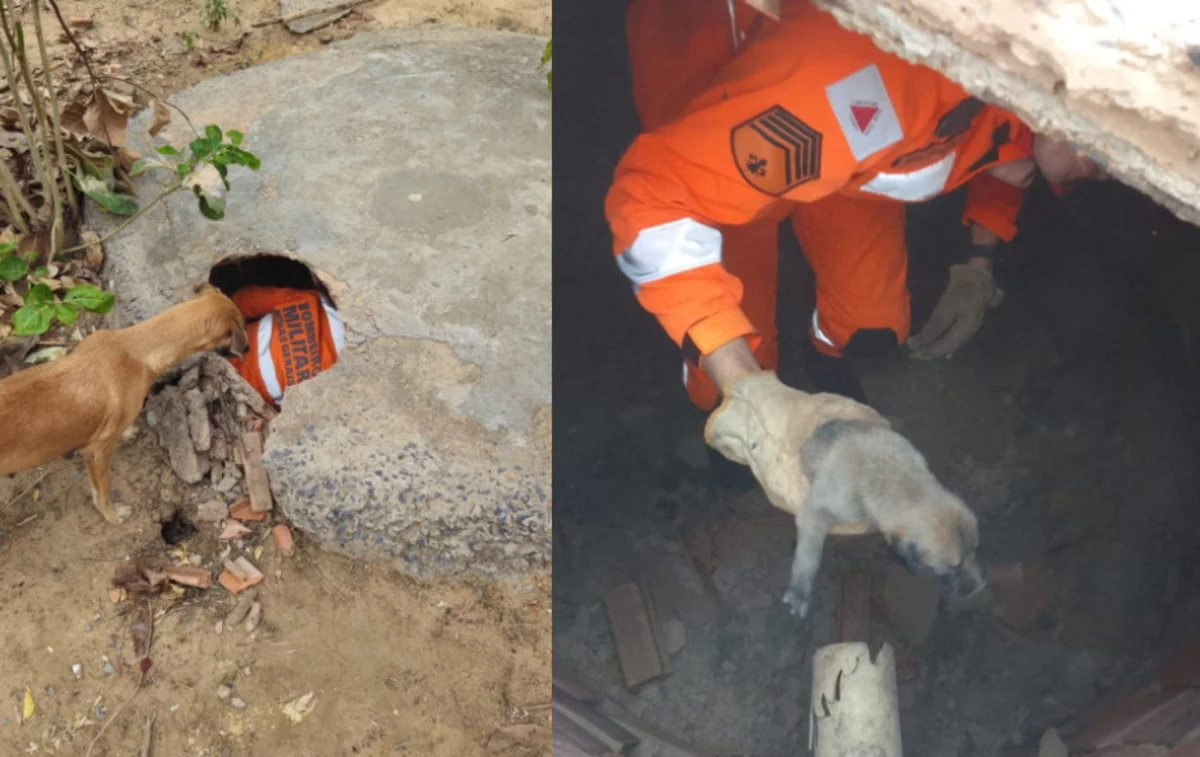 Os bombeiros resgataram os filhotes com vida e os trouxeram de volta para a mãe.