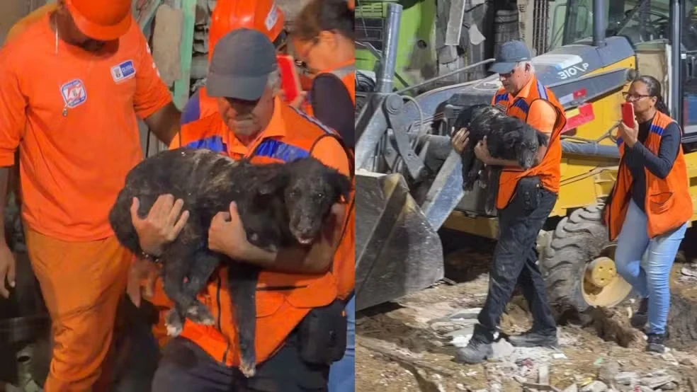 Animal é salvo pela Defesa Civil após explosão em Olinda.