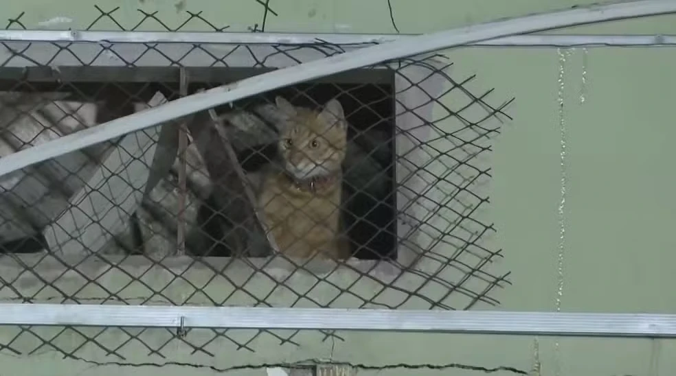 A Defesa Civil segue realizando esforços para localizar animais em Olinda.