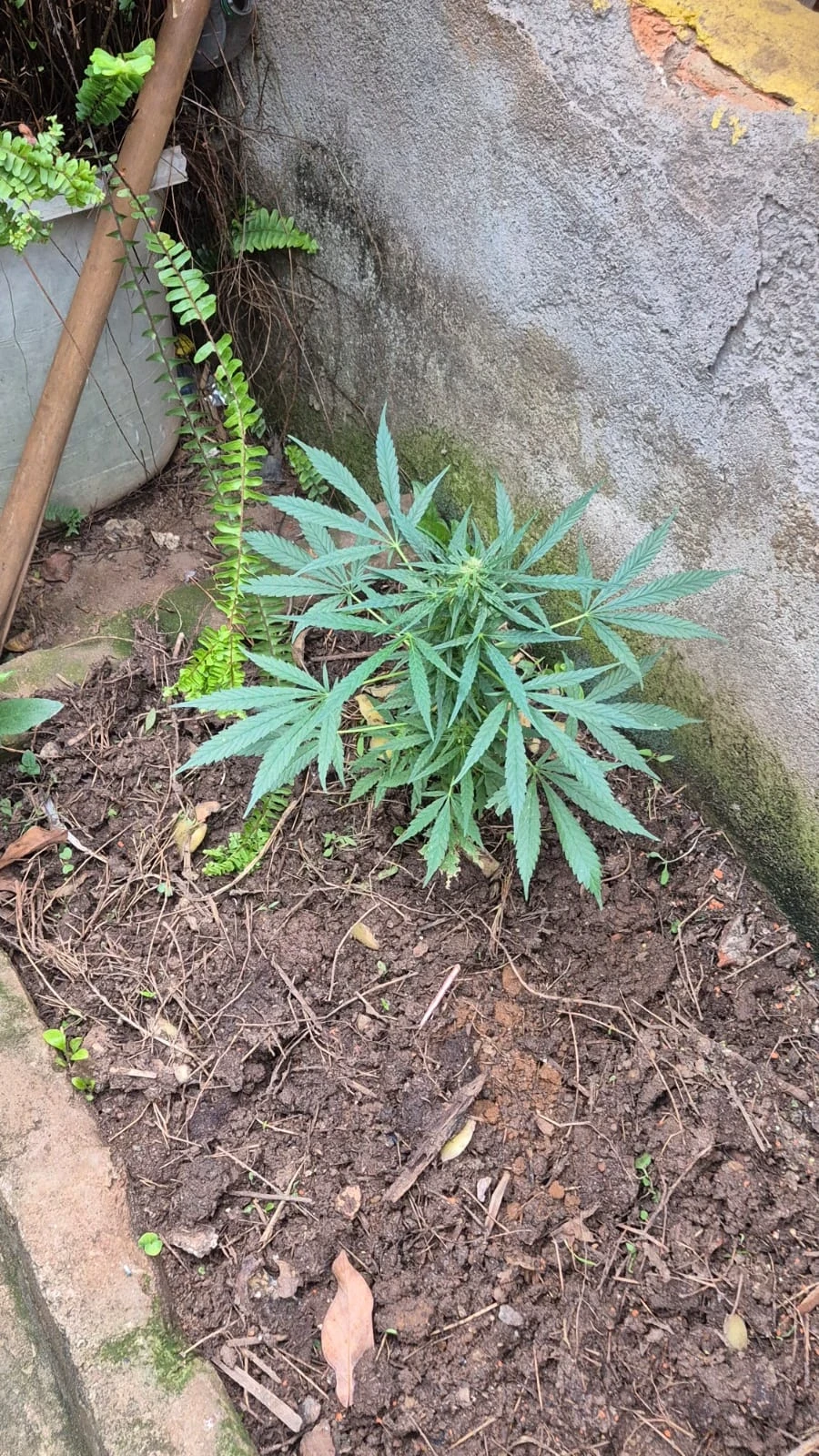 Plantas de maconha confiscadas