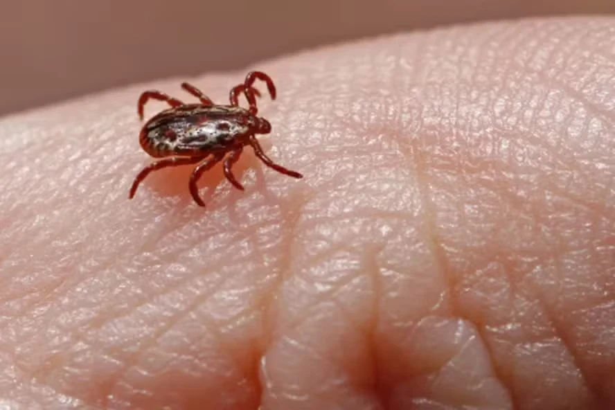 A febre maculosa é propagada pelo carrapato estrela.