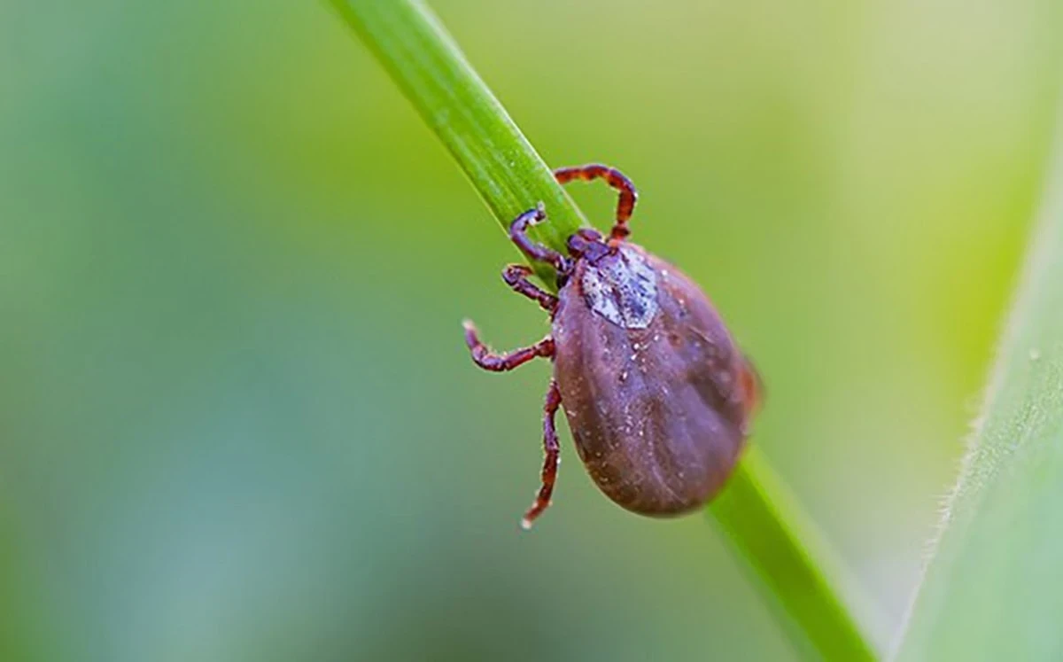 A febre maculosa é uma doença infecciosa severa transmitida pela picada do carrapato-estrela.