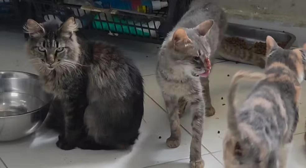 De acordo com a polícia, no abrigo em Vargem Grande, havia tanto animais saudáveis quanto doentes juntos.