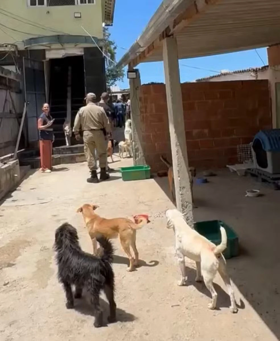 Os animais estavam distribuídos pelo abrigo durante a fiscalização.