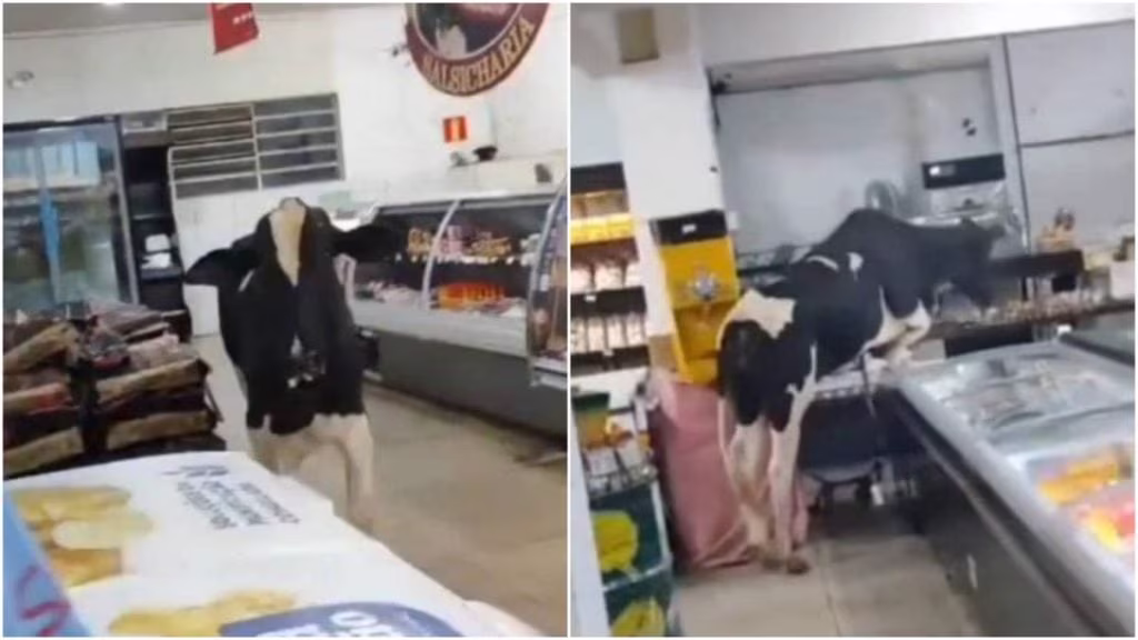 Gado entra em supermercado e provoca pânico entre consumidores e trabalhadores
