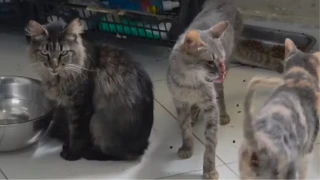 Denúncia de maus-tratos leva ao resgate de 300 animais em abrigo de Vargem Grande