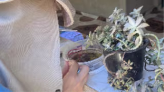 Timóteo entra em alerta para dengue após índices alarmantes do Aedes aegypti