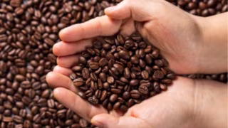 Preço do café sobe e poder de compra do produtor dobra