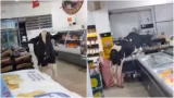 Boi invade supermercado e causa tumulto em MG