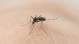 Fungo modificado elimina até 100% dos mosquitos transmissores de doenças
