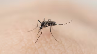 Fungo modificado elimina até 100% dos mosquitos transmissores de doenças