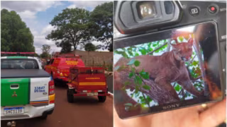 Onça-parda invade quintal e mobiliza resgate em Chaveslândia