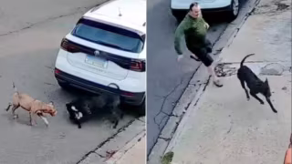 Cachorrinha vira-lata é atacada por pitbulls durante passeio