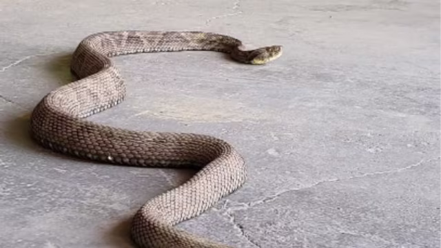 Caseiro é picado por cobra jararaca e dirige 60 km para receber atendimento em MG