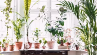 7 plantas que atuam como repelentes naturais contra insetos