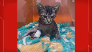 Psicólogo acusado de maus-tratos a gatos é solto após decisão judicial