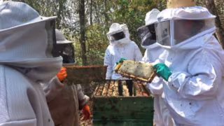 EMATER-MG lança cartilha gratuita sobre boas práticas na apicultura