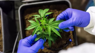 DF abre licitação para compra de canabidiol destinado a pacientes com epilepsia