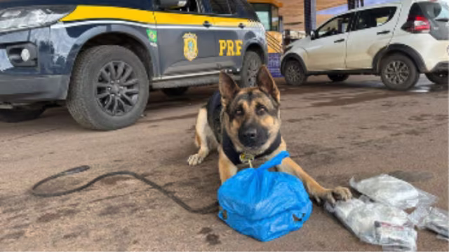 PRF apreende mais de 3 kg de drogas e LSD na BR-040