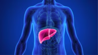 Fígado abstêmio: veja o que ocorre após 24h, 7 dias e 30 dias sem álcool