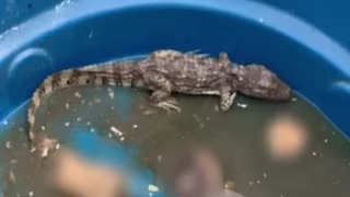 Vídeos mostram jacaré devorando restos humanos e levantam suspeita de uso por facções no Rio