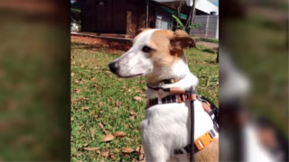 Cão Serã foge após ataque de cães grandes no Cruzeiro Novo e mobiliza moradores