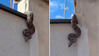 Moradora encontra jiboia em muro de casa em Inhumas