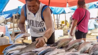 Produtores temem impactos após tilápia ser listada como espécie exótica invasora