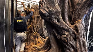 PRF apreende caminhão com oito oliveiras sem documentação em São José do Rio Preto