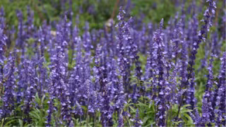 A planta que deixa a casa perfumada e é super fácil de cuidar, segundo especialistas