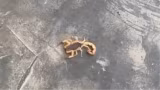 VÍDEO: casal encontra escorpião-amarelo em rolo de papel higiênico