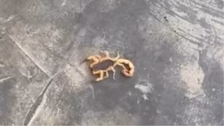 VÍDEO: casal encontra escorpião-amarelo em rolo de papel higiênico