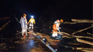 Queda de árvore interdita BR-381 após chuva em Nova Era