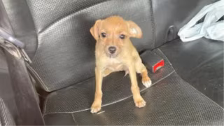 Homem é preso por maus-tratos após deixar cão trancado em carro no Parque Estadual do Rio Doce