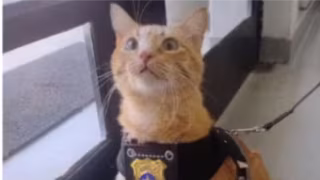 Gato adotado por Delegacia da Mulher em SP ajuda a acolher vítimas de violência