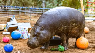 Hipopótamo-pigmeu mais velho do mundo celebra 52 anos em festa temática