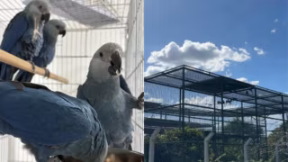 Últimas ararinhas-azuis livres na Caatinga estão contaminadas por vírus letal