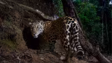 Foto rara de onça-pintada em parque de Minas é eleita entre as 25 melhores de 2025 pela National Geographic