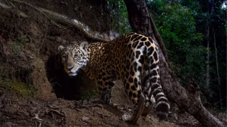 Foto rara de onça-pintada em parque de Minas é eleita entre as 25 melhores de 2025 pela National Geographic